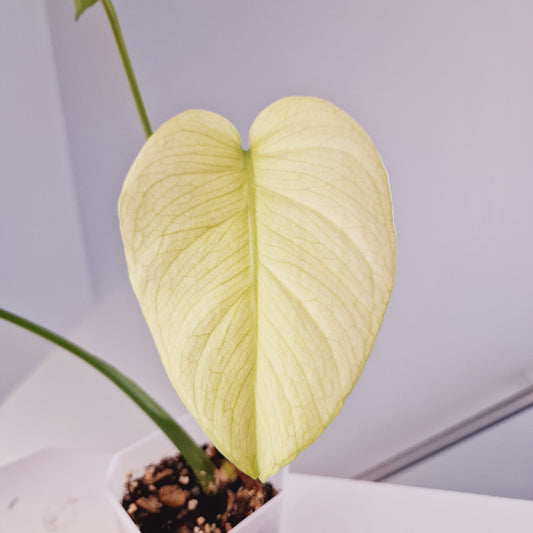 White Monstera Houseplant Rooting in Moss