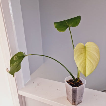 White Monstera Houseplant Rooting in Moss