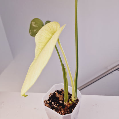 White Monstera Houseplant Rooting in Moss