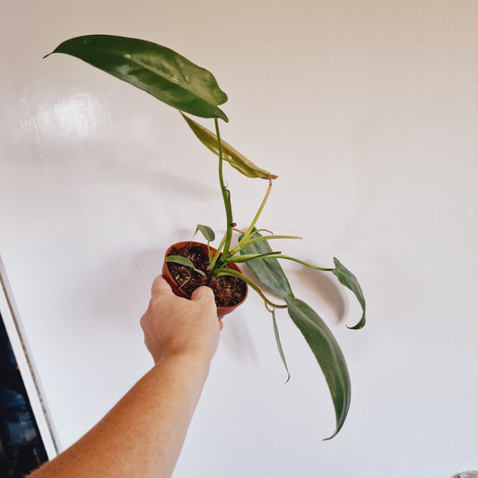 Philodendron Spiritus Sancti Rare Houseplant 10.5cm