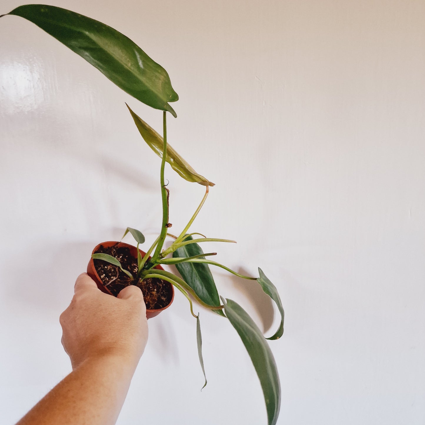 Philodendron Spiritus Sancti Rare Houseplant 10.5cm