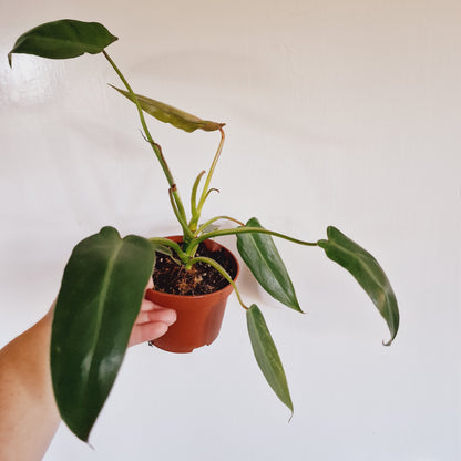 Philodendron Spiritus Sancti Rare Houseplant 10.5cm