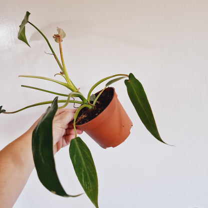 Philodendron Spiritus Sancti Rare Houseplant 10.5cm