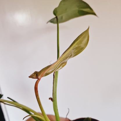 Philodendron Spiritus Sancti Rare Houseplant 10.5cm