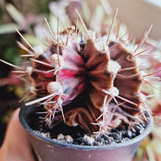 Cacti Gymnocalycium Mihanovichii Variegated Houseplant 7cm