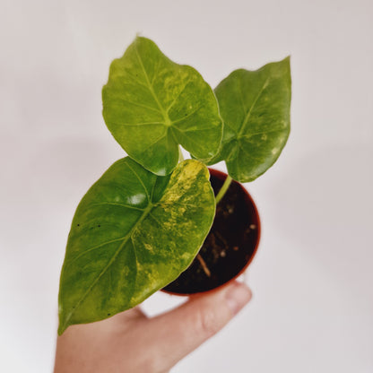 Alocasia Odora Yellow Variegated Houseplant 7cm pot (1)