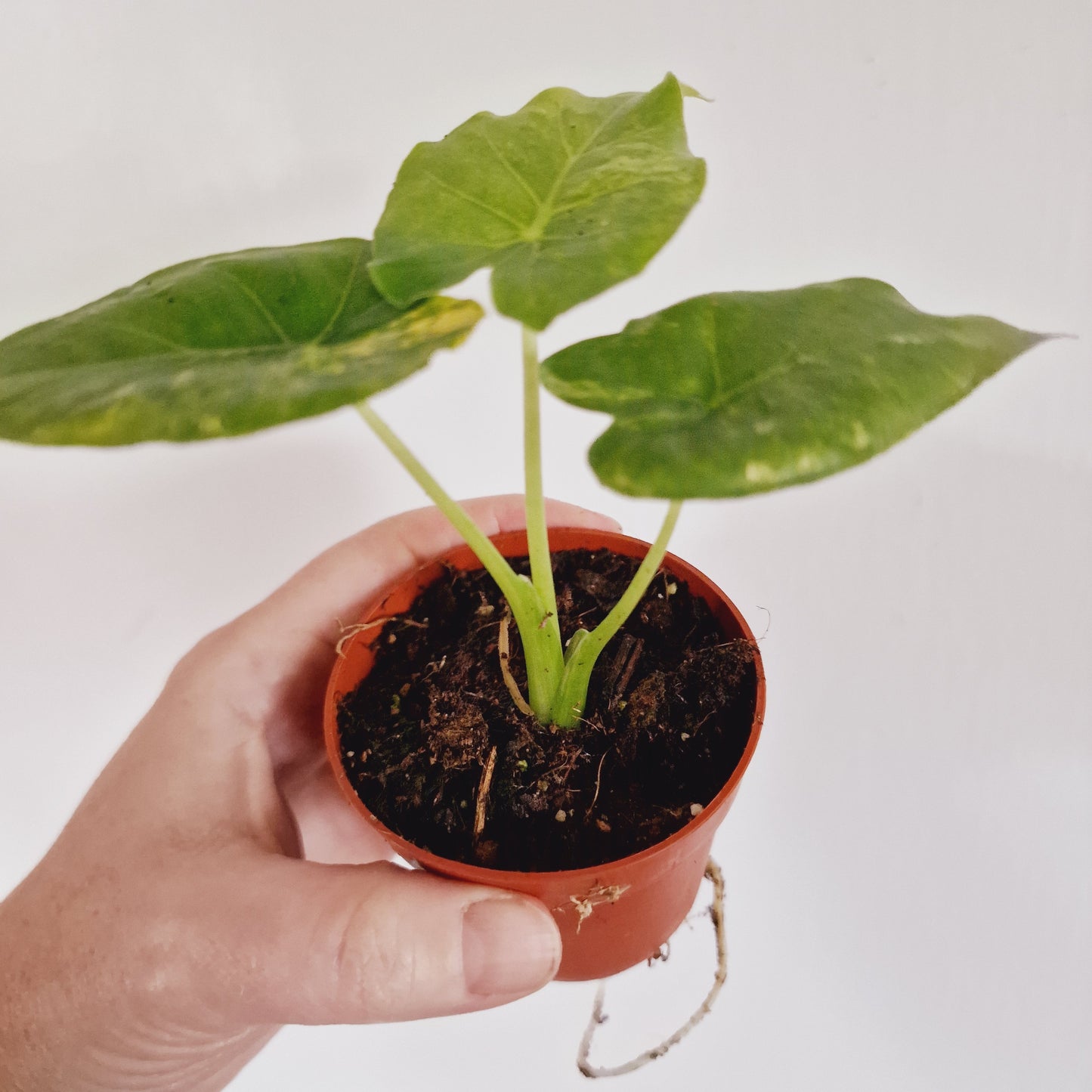 Alocasia Odora Yellow Variegated Houseplant 7cm pot (1)