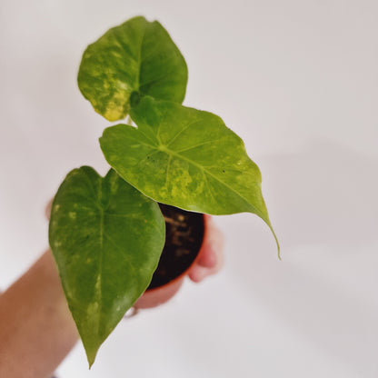 Alocasia Odora Yellow Variegated Houseplant 7cm pot (1)