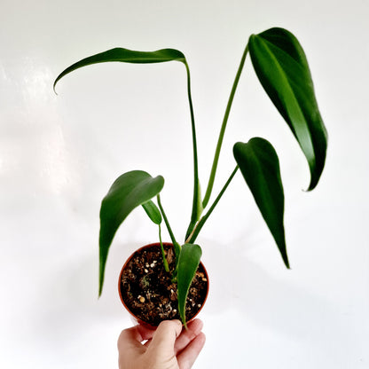 Monstera Burle Marx Flame Rare Houseplant 10.5cm Pot no 1