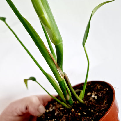 Monstera Burle Marx Flame Rare Houseplant 10.5cm Pot no 1