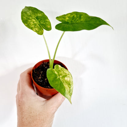 Alocasia Odora Yellow Variegated Houseplant 7cm pot (1)