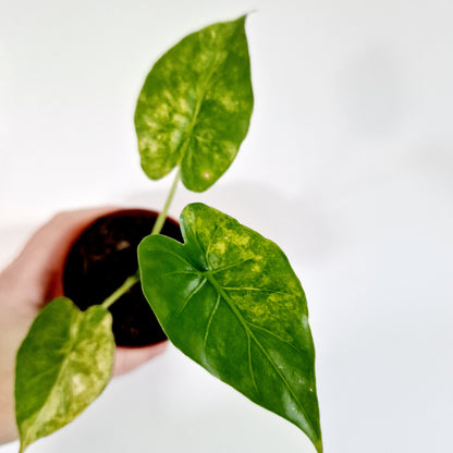 Alocasia Odora Yellow Variegated Houseplant 7cm pot (1)