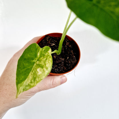 Alocasia Odora Yellow Variegated Houseplant 7cm pot (1)