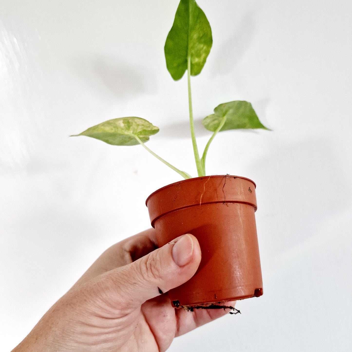 Alocasia Odora Yellow Variegated Houseplant 7cm pot (1)