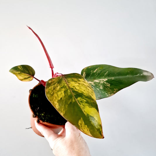 Philodendron Strawberry Shake Rare Houseplant 14cm pot (4)