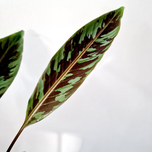 Musa Acuminata Zebrina Houseplant 10.5cm pot