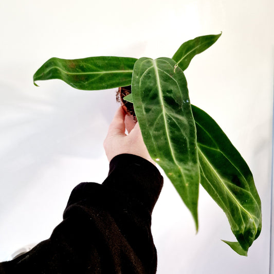 Anthurium Warocqueanum Rare Houseplant 10.5cm pot