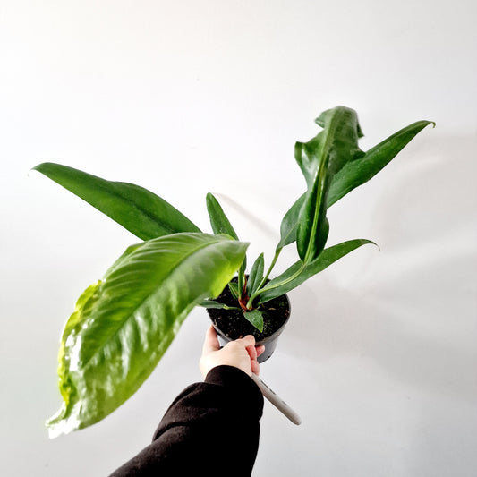 Anthurium Bakeri Rare Houseplant 12cm pot and multiple plants in the pot.