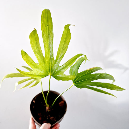 Anthurium Petatoradiatum Rare Houseplant 13cm pot (4)