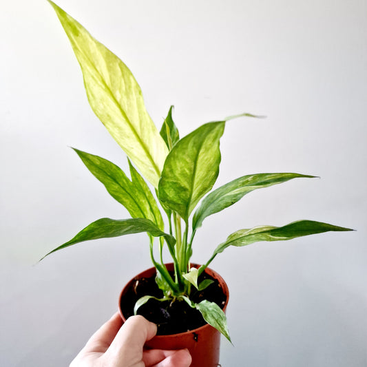 Spathiphyllum Aurea 'Yellow Variegated Peace Lily' Houseplant 12cm pot