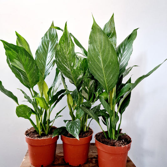 Spathiphyllum Diamond Variegated Peace Lily Houseplant 12cm pot