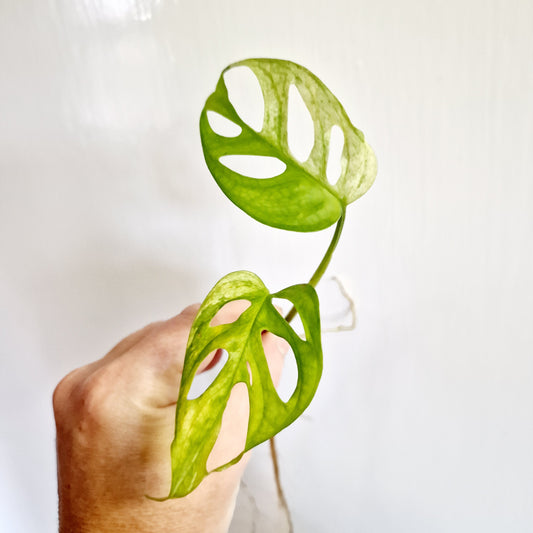 Monstera Adansonii Variegated rooting cutting