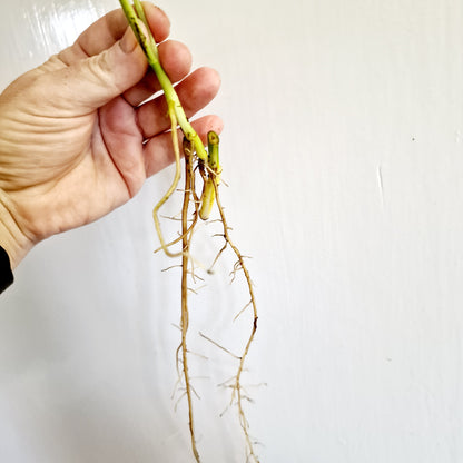 Monstera Adansonii Variegated rooting cutting