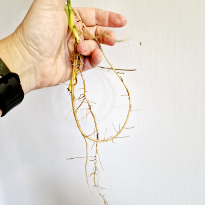 Monstera Adansonii Variegated rooting cutting