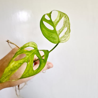 Monstera Adansonii Variegated rooting cutting