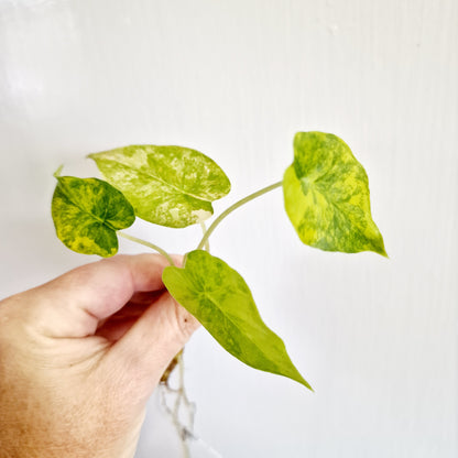 Alocasia Gageana Variegated rooting corm