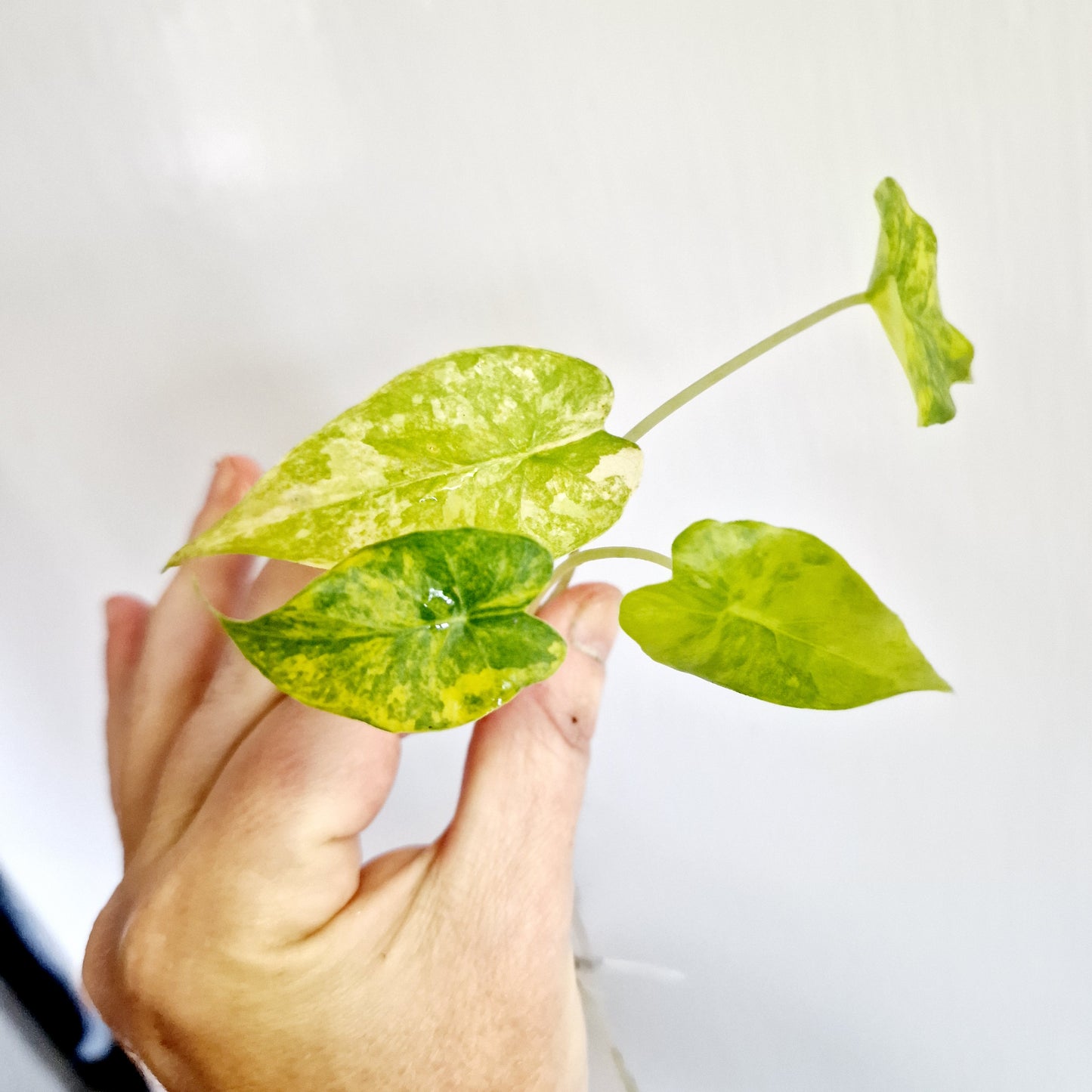 Alocasia Gageana Variegated rooting corm