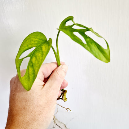 Monstera Adansonii Reverted rooting cutting