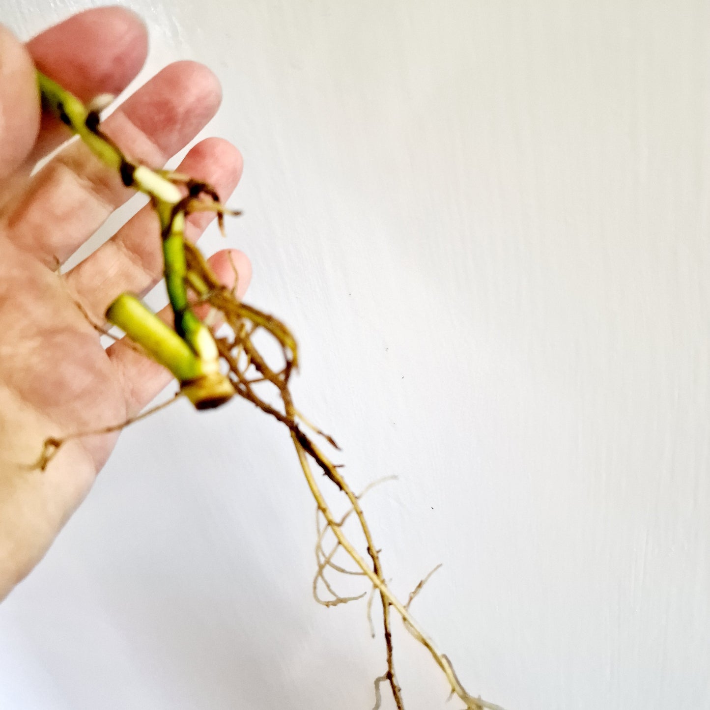 Monstera Adansonii Reverted rooting cutting