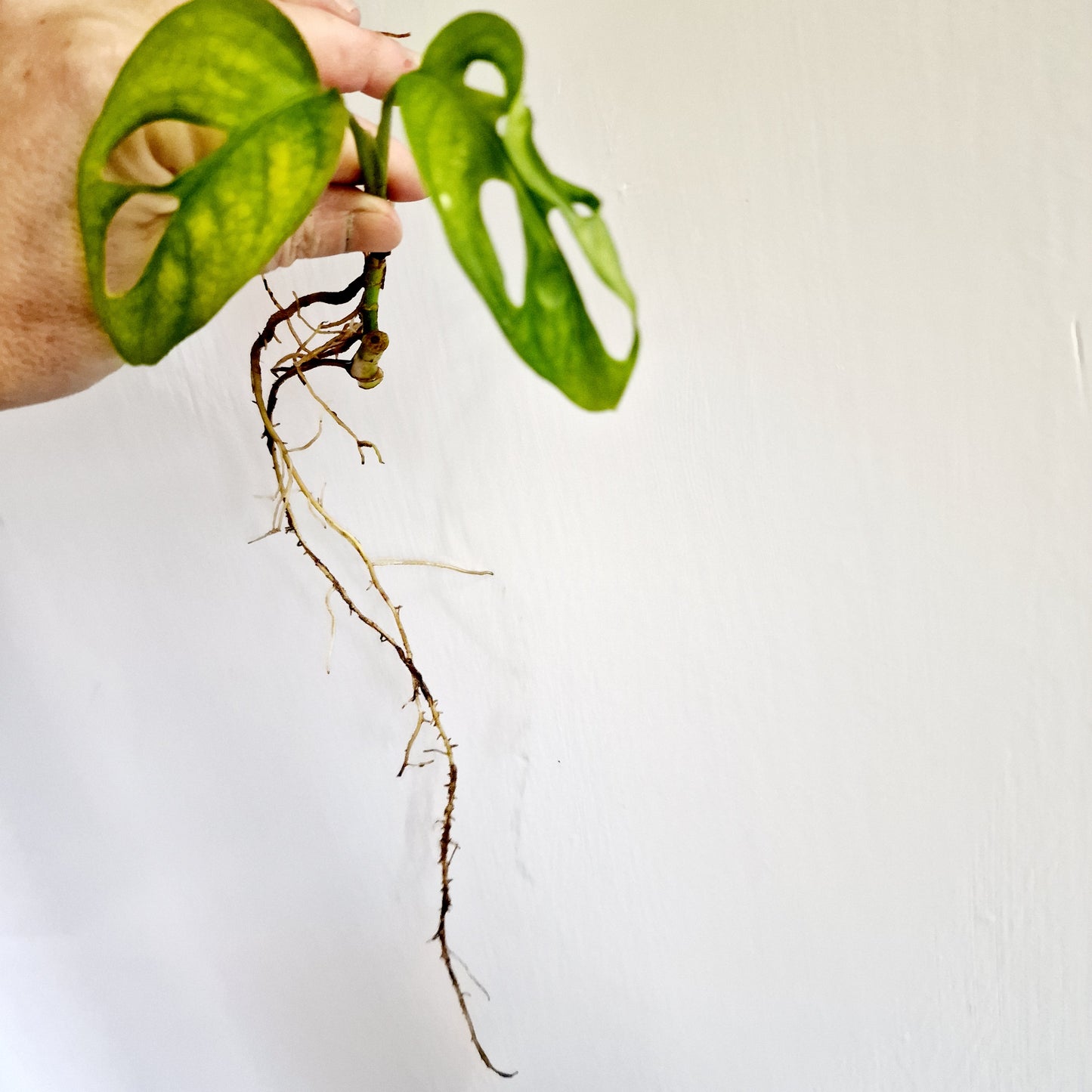 Monstera Adansonii Reverted rooting cutting