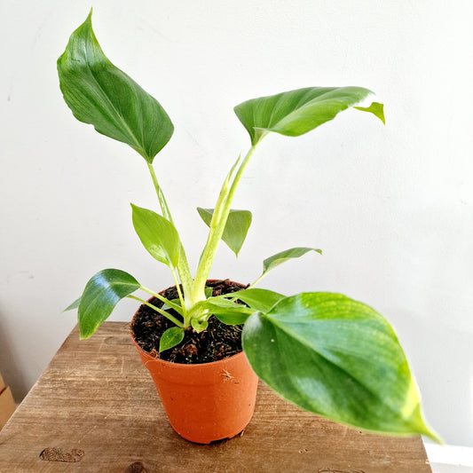 Philodendron Warscewiczii Houseplant 12cm pot