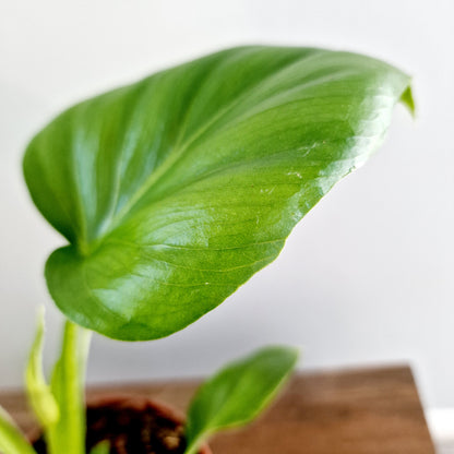 Philodendron Warscewiczii Houseplant 12cm pot