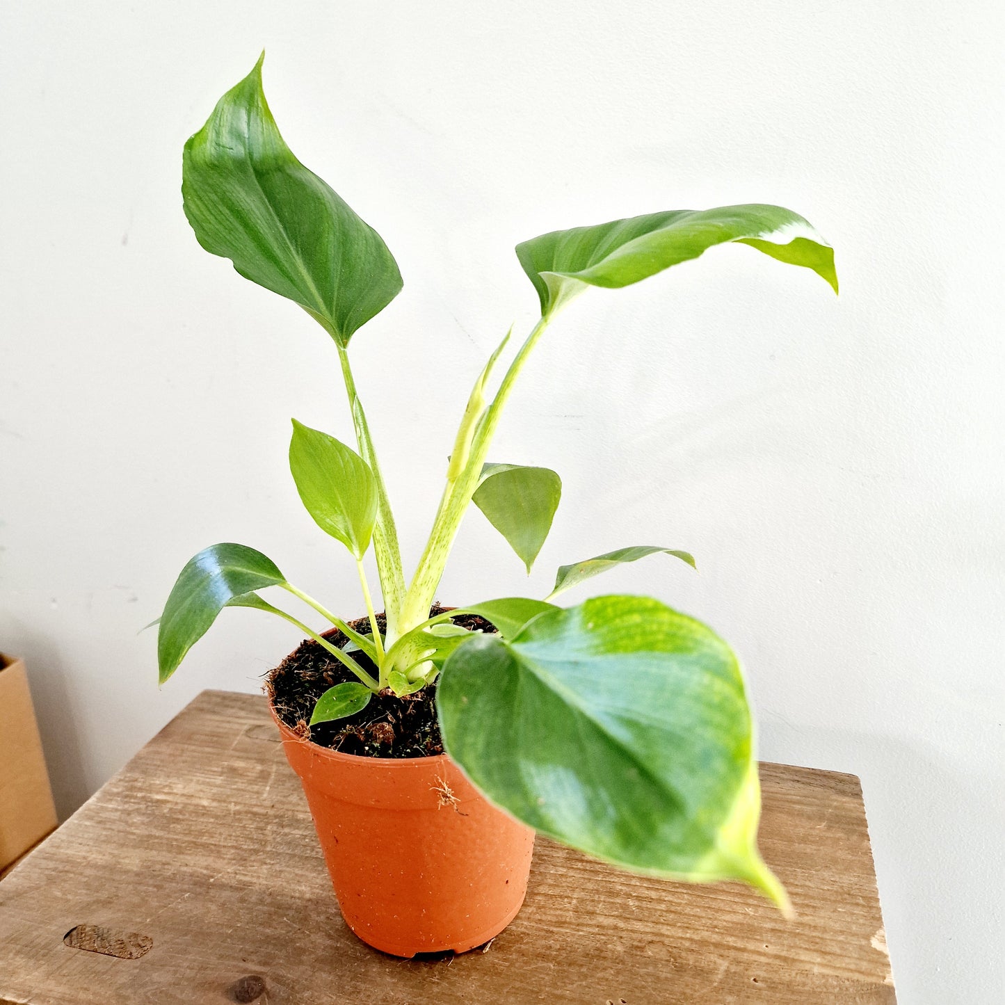 Philodendron Warscewiczii Houseplant 12cm pot