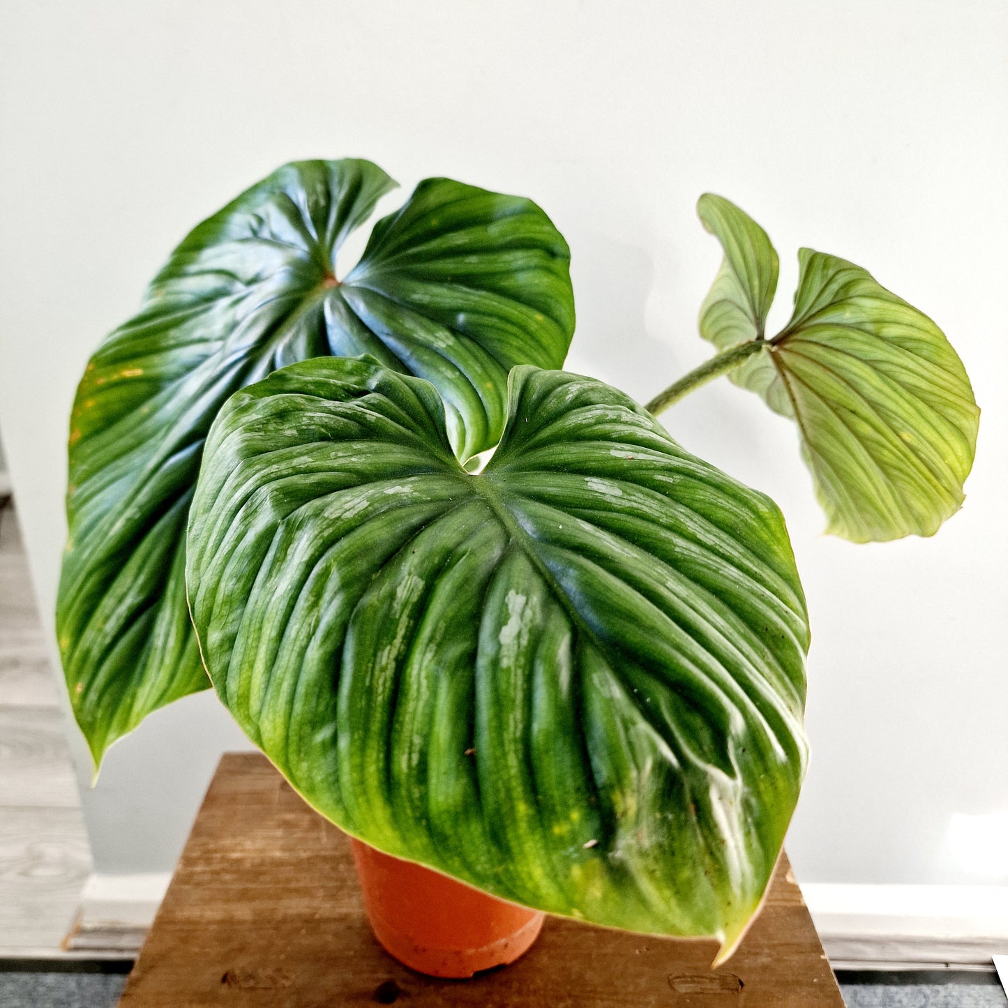 Philodendron Plowmanii Houseplant 15cm pot