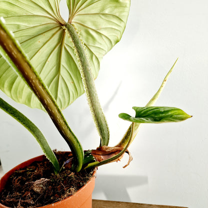 Philodendron Plowmanii Houseplant 15cm pot