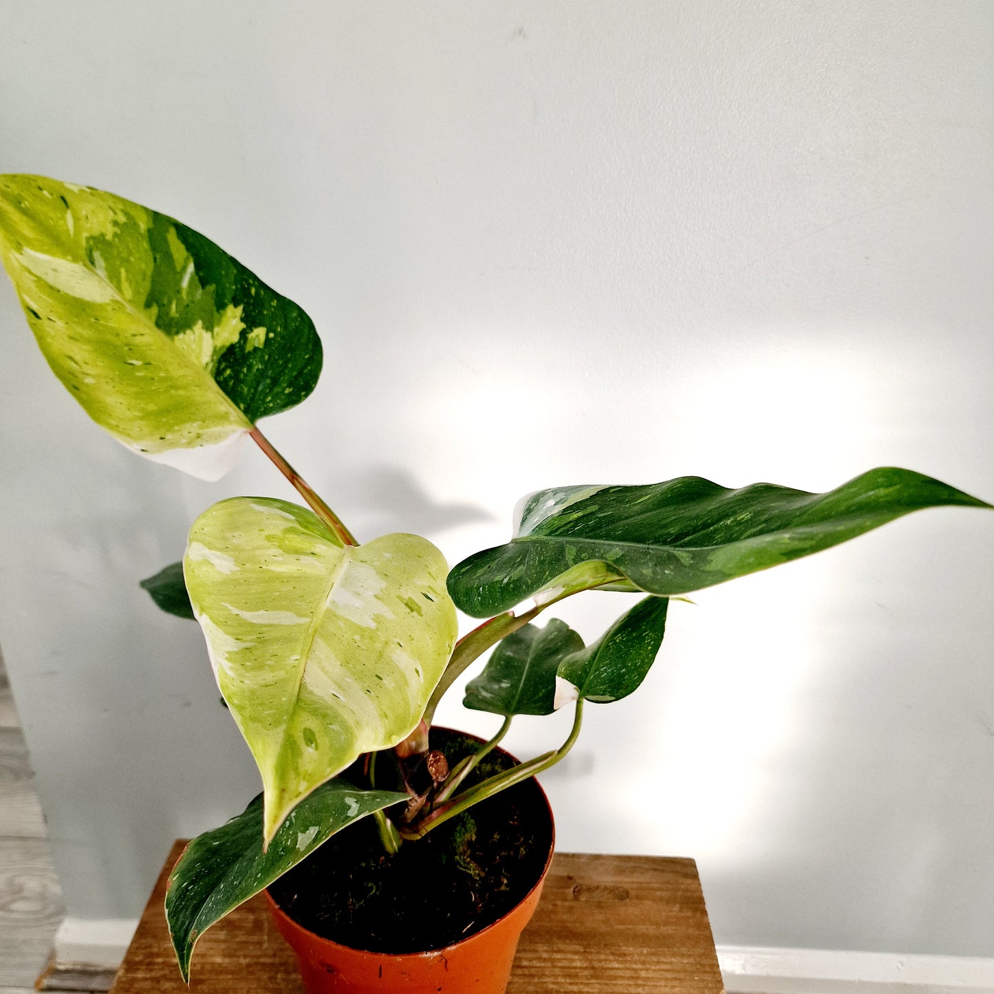 Philodendron Fresh Aurea Rare Houseplant 17cm pot (1)