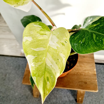 Philodendron Fresh Aurea Rare Houseplant 17cm pot (1)