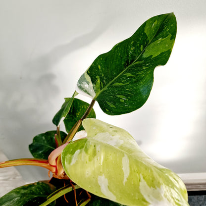 Philodendron Fresh Aurea Rare Houseplant 17cm pot (1)