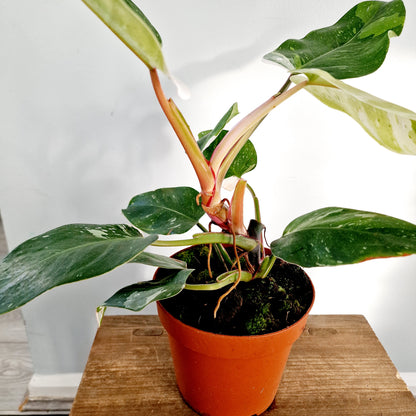 Philodendron Fresh Aurea Rare Houseplant 17cm pot (1)