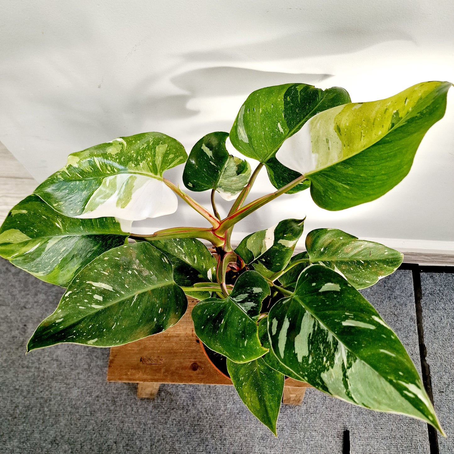 Philodendron Fresh Aurea Rare Houseplant 17cm pot (2)