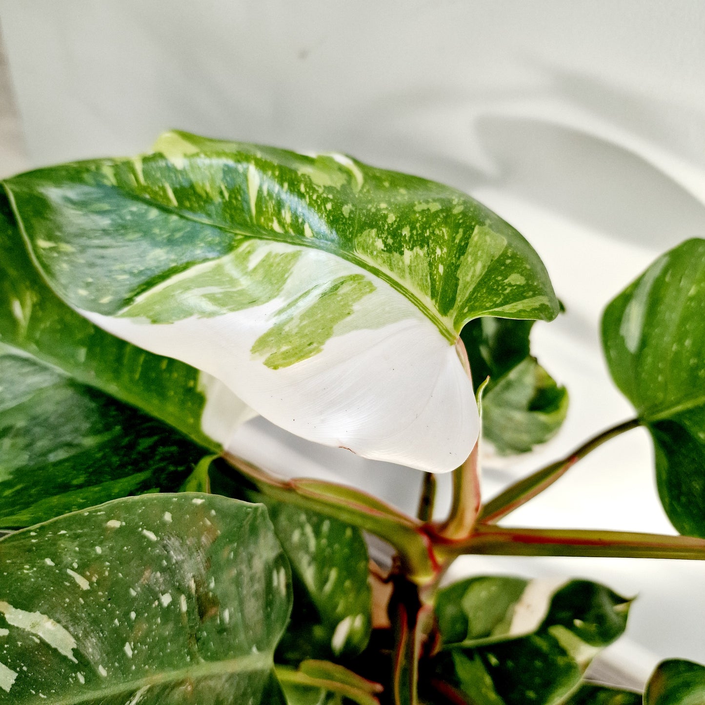 Philodendron Fresh Aurea Rare Houseplant 17cm pot (2)