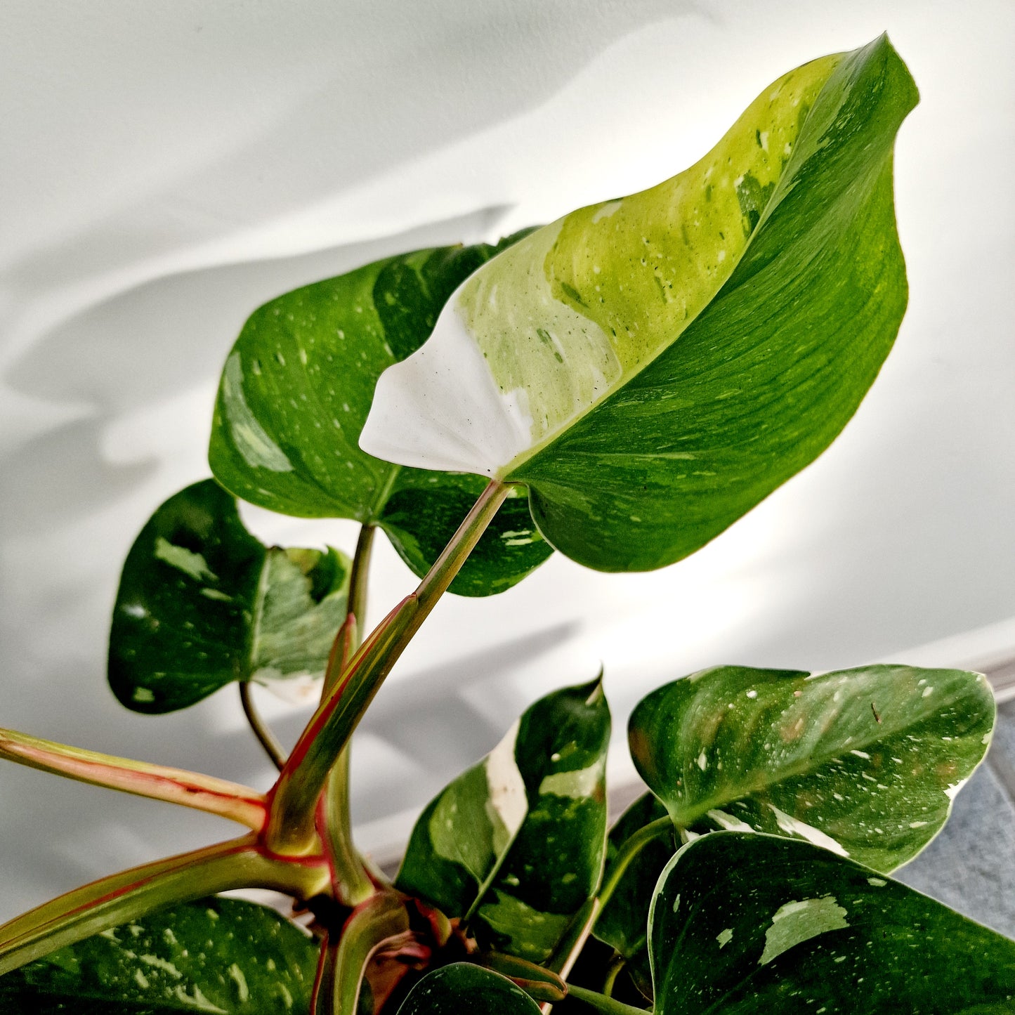 Philodendron Fresh Aurea Rare Houseplant 17cm pot (2)