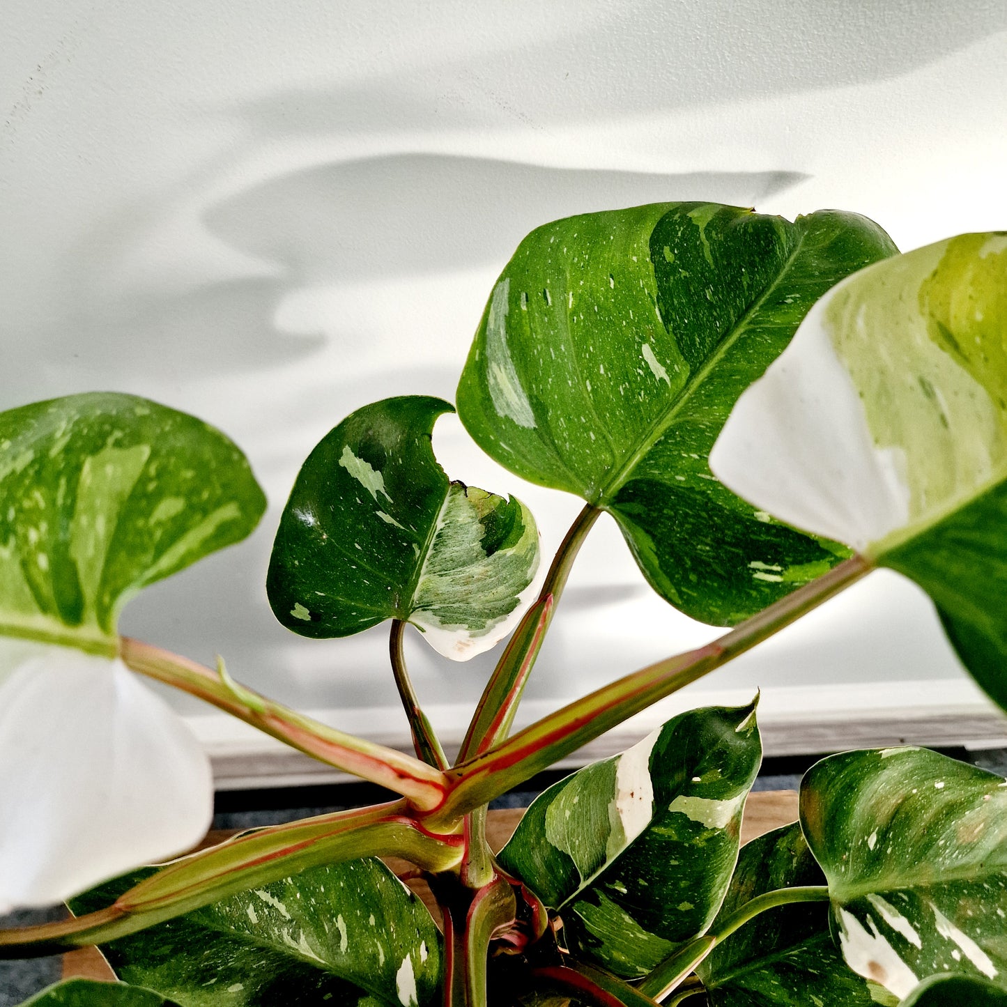 Philodendron Fresh Aurea Rare Houseplant 17cm pot (2)