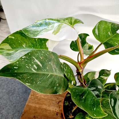 Philodendron Fresh Aurea Rare Houseplant 17cm pot (2)