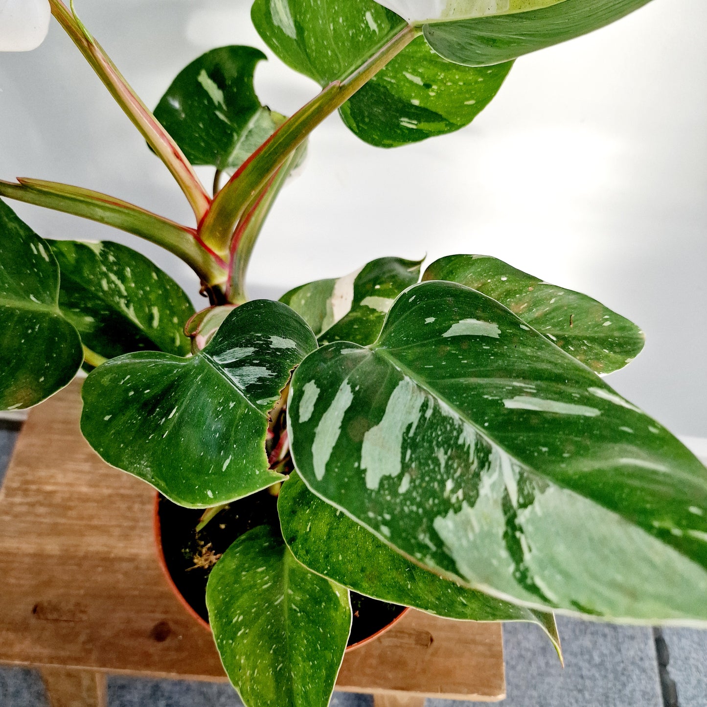 Philodendron Fresh Aurea Rare Houseplant 17cm pot (2)