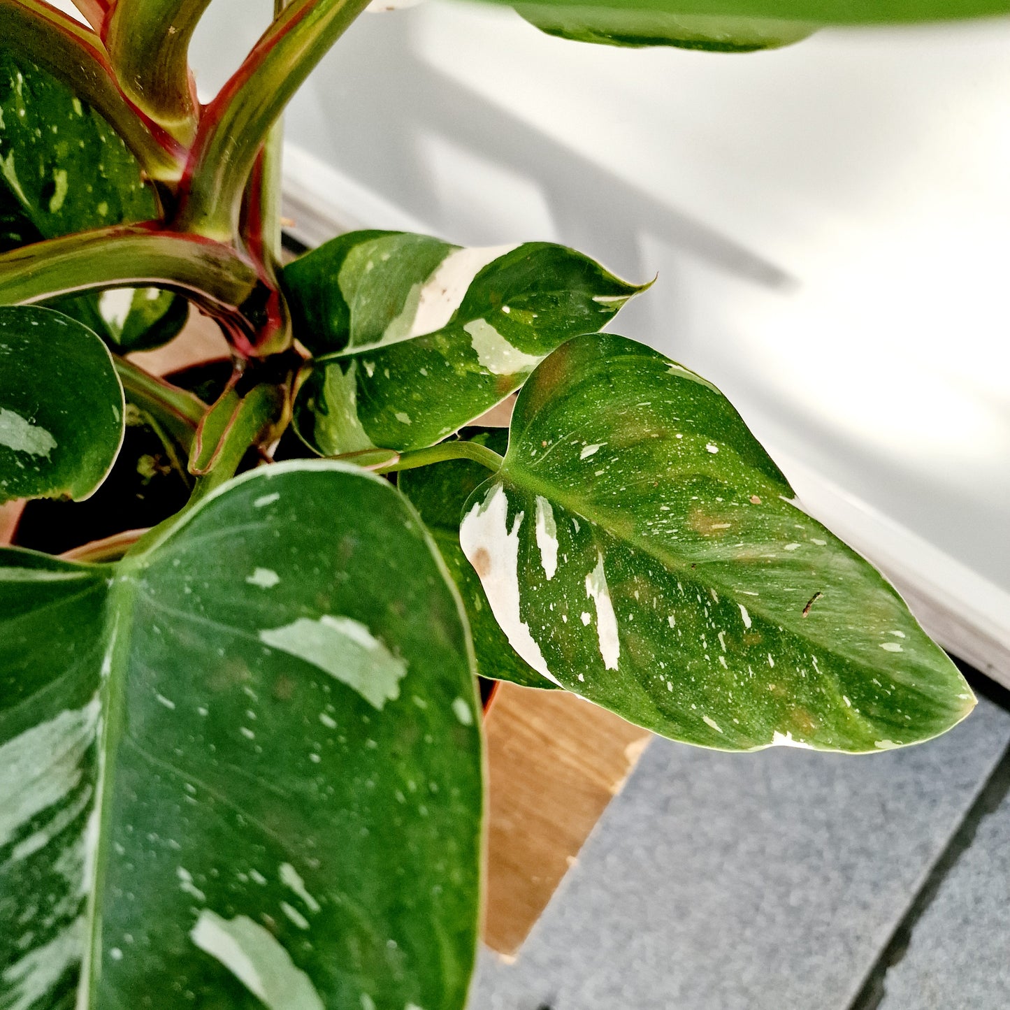 Philodendron Fresh Aurea Rare Houseplant 17cm pot (2)